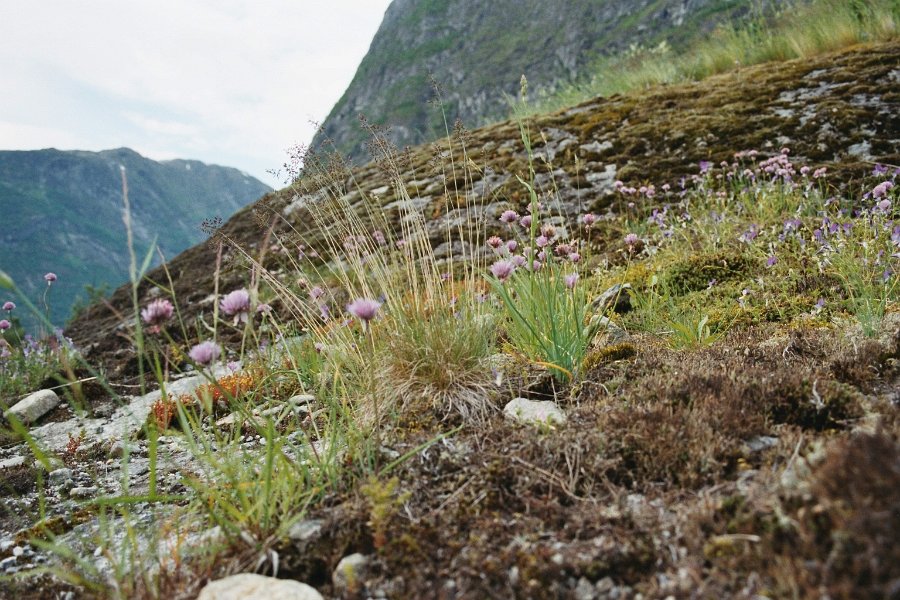 2003060704 oppstryn blomster